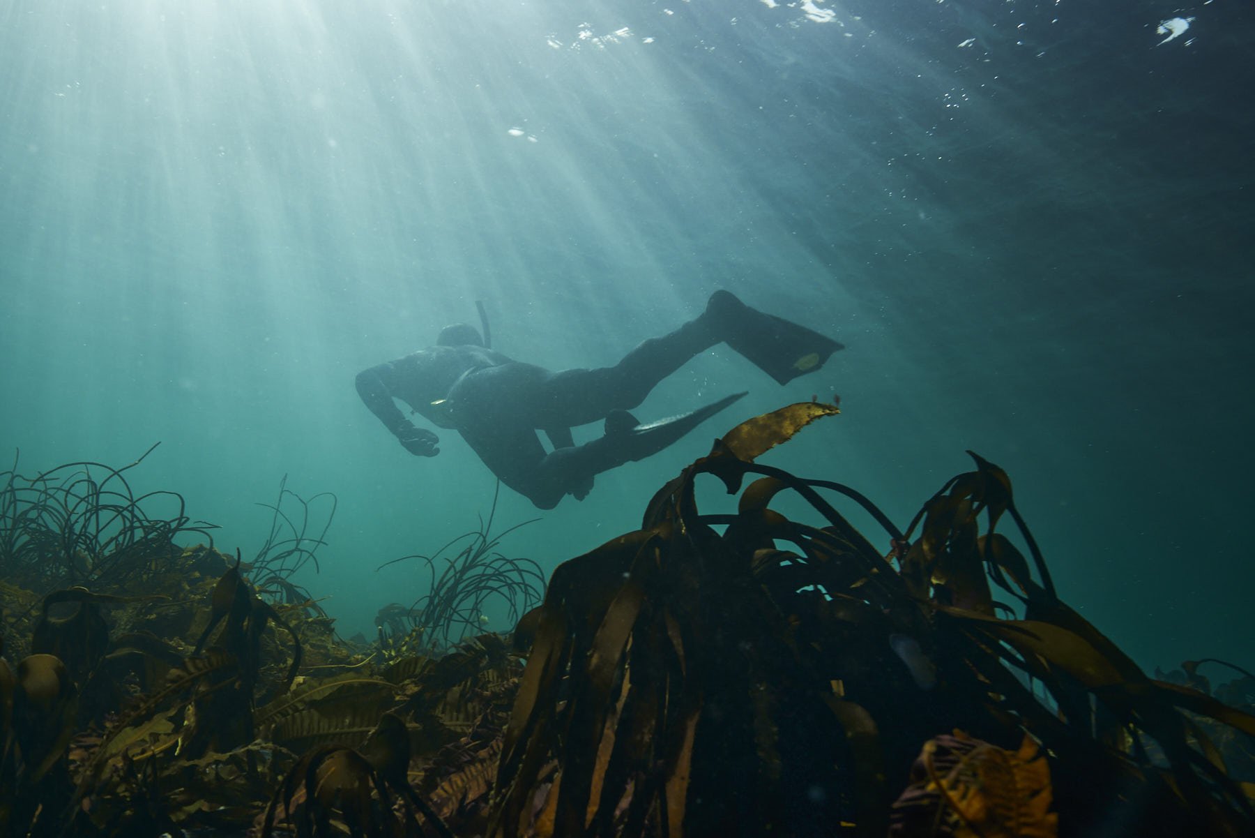 A diver moving through underwater kelp