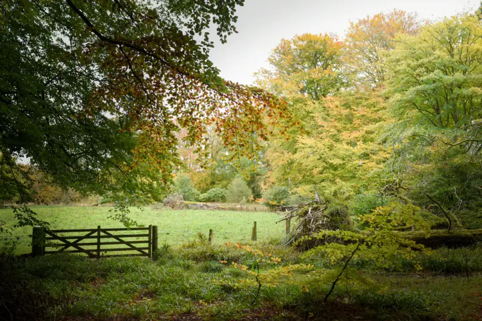 An autumn detail